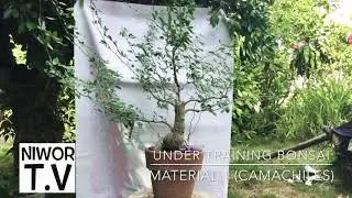 UNDER TRAINING BONSAI MATERIAL 1 (CAMACHILE)