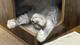 Kitty Kitty Cats