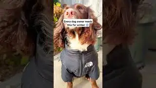 Every dog owner needs this for winter ❄️ #dog #accessories #dogmom #puppy #winter #cutepets #funny