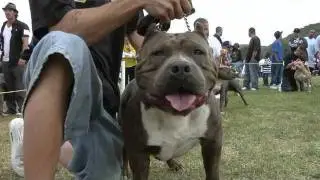Bully Bad Ass TV Commercial