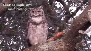 Spotted Eagle-owl male calling and a very fired up African Paradise Flycatcher scolding the owl