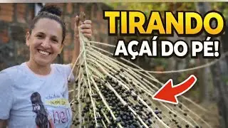 Rotina Real de M&atilde;e | Colhendo A&ccedil;a&iacute; no Quintal e Fazendo Bolo com as Crian&ccedil;as