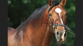 Portrait Pferd 