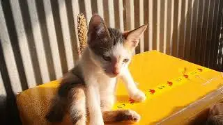 My cats