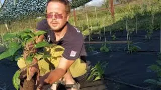 Выращивание суперострого перца. Часть вторая.