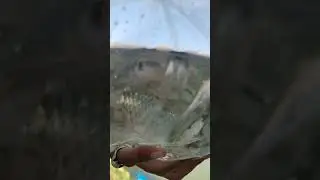 Shoal of Fish 🐟