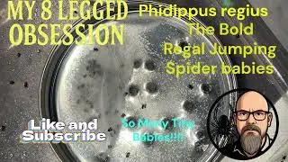 Jumping Spider Egg Sac Hatching 🕷️