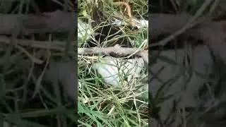 The Rabbit: the ultimate survivor /High Speed Rabbit Chase | North bihar