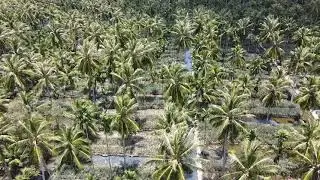 Palm Trees 🌲 Field Area