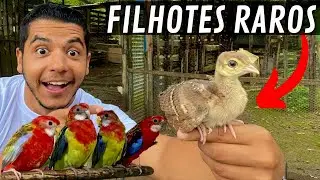 Nascimento de muitos filhotes e Roselas Gigantes | Aves Recriar