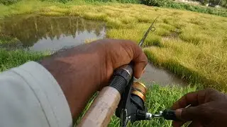 Varal fishing|kerala fishing|fishing malayalam|frog fishing|fishing video|snakehead fishing|fishing