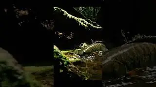 🤯RARE Fish in Amazon Forest Lake! You Won't Believe This! 🐟🌳 #AmazonRainforest