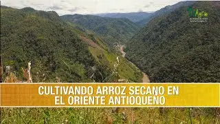 Las Buenas Practicas Agricolas en el Cultivo de Arroz Secano- TvAgro por Juan Gonzalo Angel Restrepo