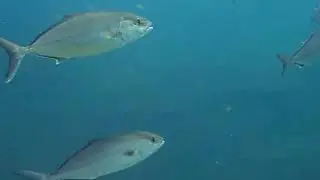 Seriola dumerili (Greater amberjack)