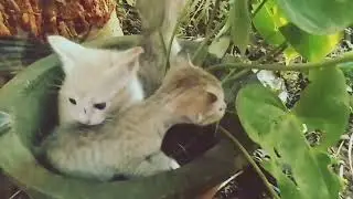 Tina's tiny kittens #babykittens #cat 