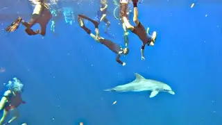 Scuba diving in at St. Kitts! (Sharks and dolphins!)