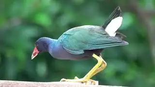 Ecuador birding December 19, 2025