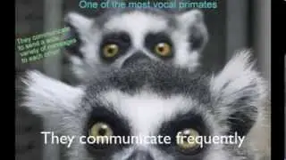 Ring Tailed Lemur Communication and Fun Facts