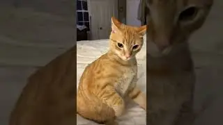 Half-Life Cat 18