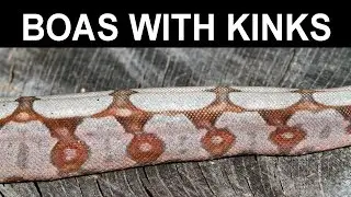Imperfect Boas with Spinal Kinks, Missing Eyes, etc.: What Should be Done with Them?