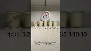 Соотношения кормления закваски (таймлапс)