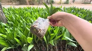 Cau Giống - CayTrong.vn