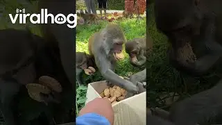 Monkeys Eat Many Cookies || ViralHog