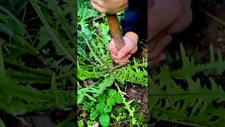 Hidden Delicacy: Farmer Harvests Wild Dandelions for a Tasty Spring Treat.