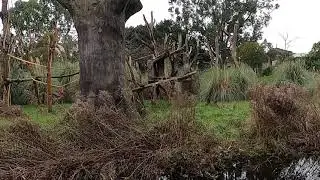 Gorillas at ZSL London Zoo - January 2021 (video 1)