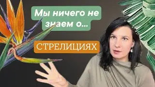 Стрелиции: Николай или Регина. Отличия ухода и агротехники