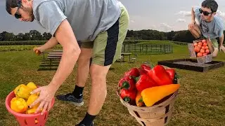 Vegetable Farm Life&hellip; MONTAGE