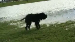 Barbet:French water dog