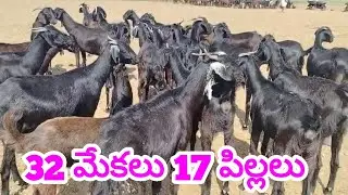 మేకలు పిల్లలు 810 63 767 29 goats kids #goats