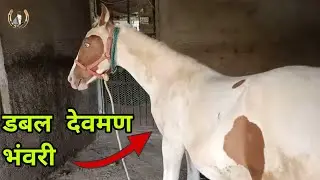 filly Rajratan complete 6 Mount || devman bhavri