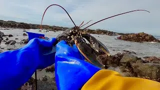 Foraging Wild Lobsters & Abalone - Catch & Cook  Abalone Casserole! 