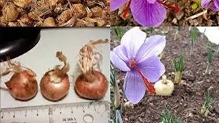 Zaffran / kesar Lgany K liye Konsa Gamla best hoga? Potting Mix kaisa Ho? Complete Detail