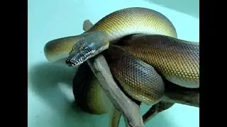 Un havre de paix pour reptiles, le Terrarium de Kerdanet (2009)