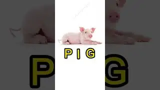 PIG 🐖 🐷 🐽  #short #animal #spelling #animalspelling #learning #reading #piggy
