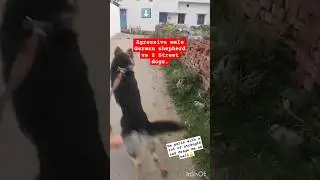 dog fighting || Street dogs vs German shepherd || #Tarjan #dog sound #dog videos #dogfight