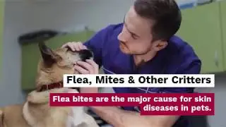 Common Dog Skin Problems and its Treatments