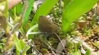 Brown Elfin Butterfly