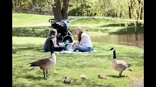 Carte Postale   Les Dimanches Après Midi au Parc
