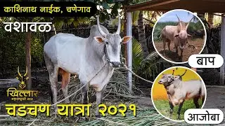 जातिवंत वळू । काशीनाथ नाईक, चणेगाव । चडचण यात्रा २०२१ माहिती ।  Khillar Maharashtrachi Shaan | 2021