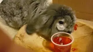 Home video - My brother and late mother feeding strawberry Jello to two goofball bunnies 10/18/2020