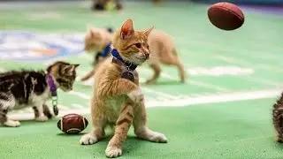Touchdown Bobcats - Kitten Bowl III