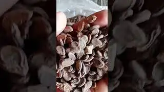 Tinda seed /Mehal