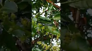 Practice #mindfulwatching  #mindfulness #reallifeorganicgarden #realxation #happiness #srilanka