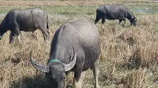 Many buffaloes are eating grass in the rice fields./Buffalo🐃🦬