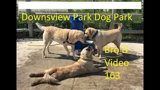 Bro D goes to Downsview Park Dog Park