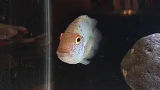 (Herichthys deppii) Nautla cichlid